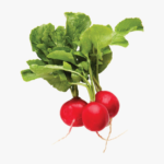 Radish