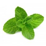 Mint