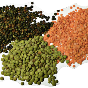 Lentil